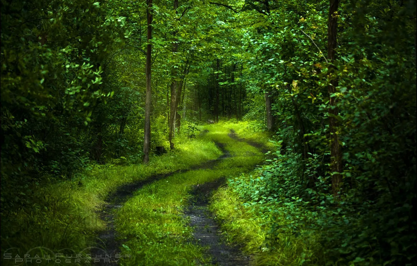 Photo wallpaper road, forest, light, trees, freshness, nature, green, mood