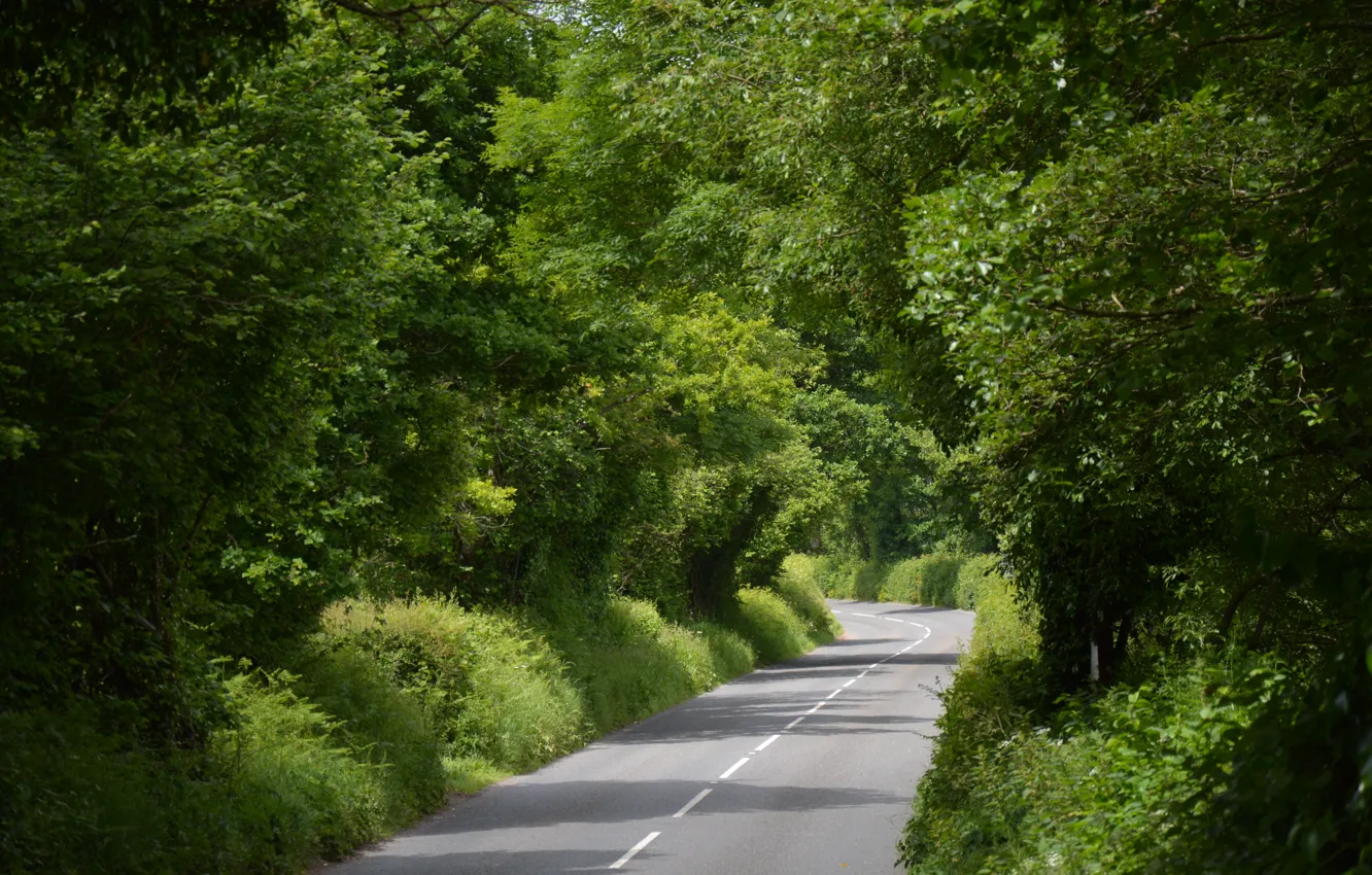 Wallpaper road, trees, Summer, summer, road, trees for mobile and ...