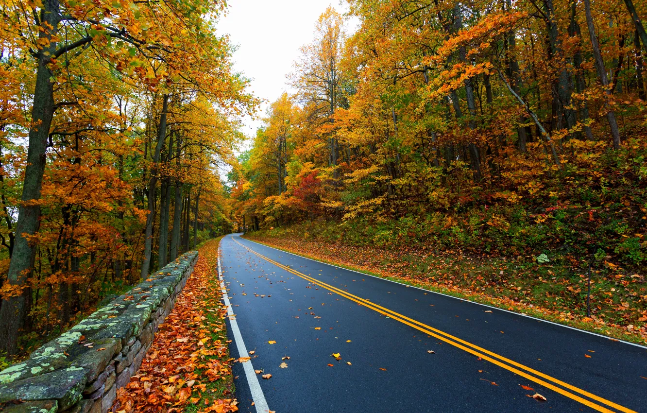Photo wallpaper road, autumn, leaves, nature, mountain, colors, colorful, road