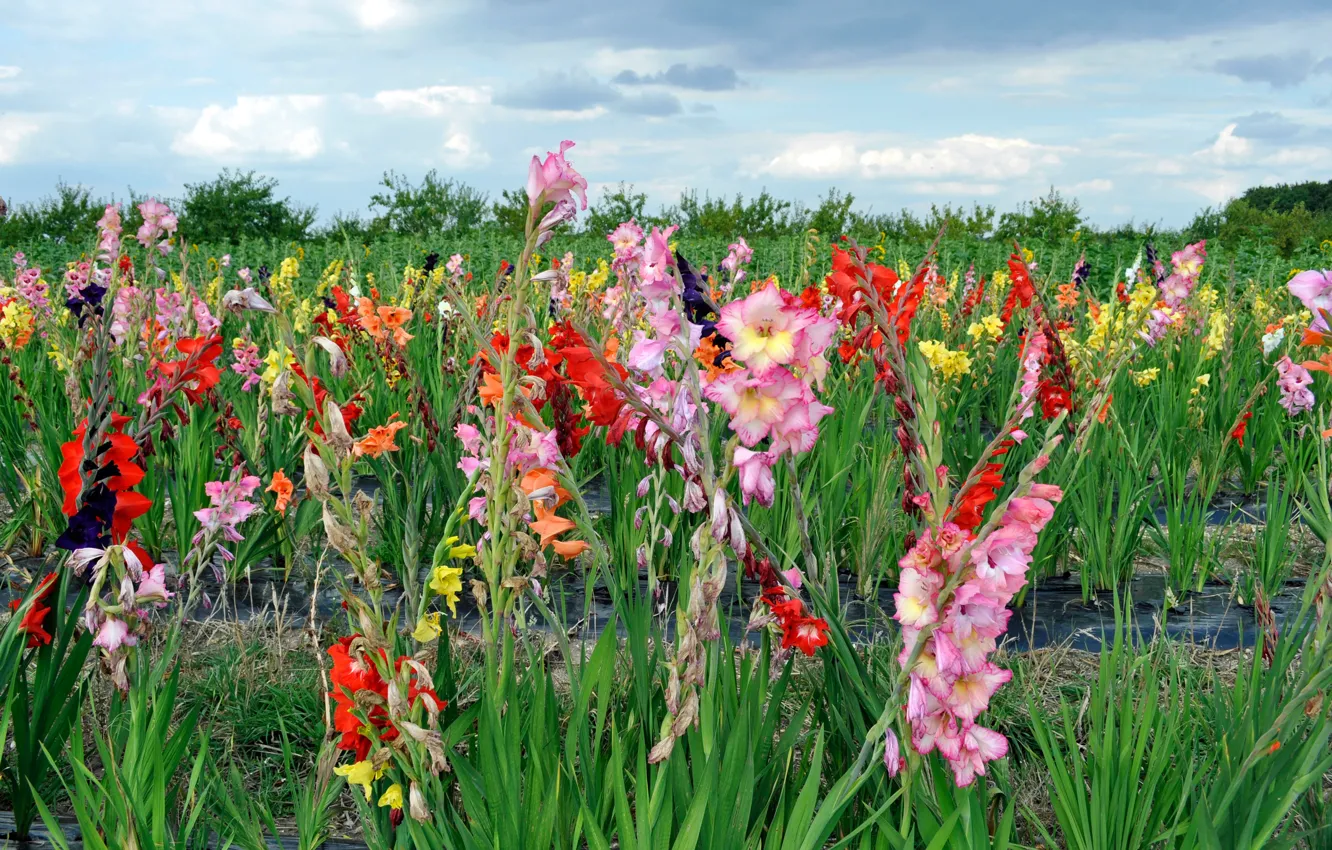 Photo wallpaper the sky, clouds, flowers, gladiolus, plantation
