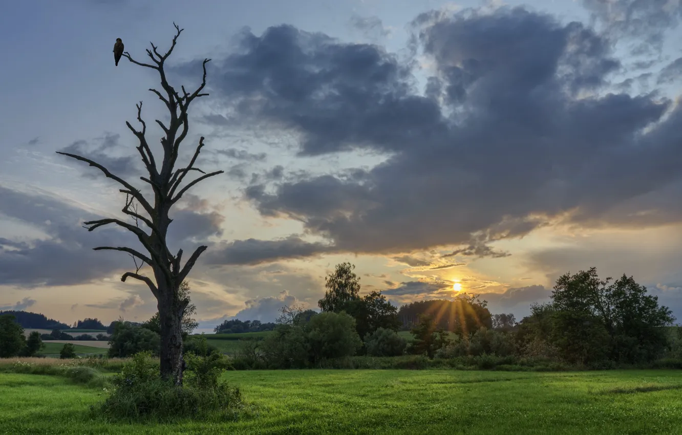 Photo wallpaper field, trees, bird