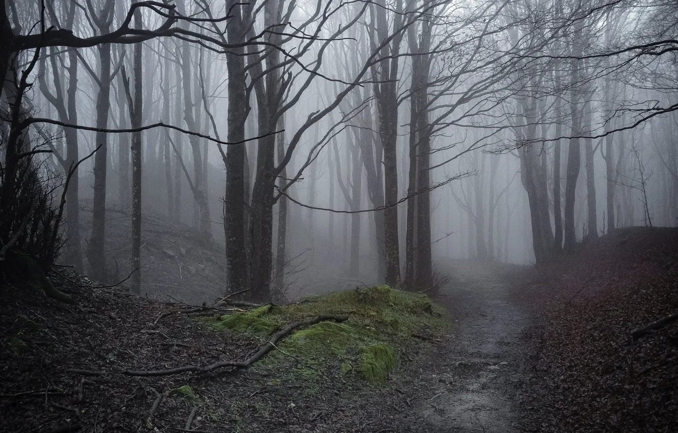 Photo wallpaper forest, trees, nature, fog, path