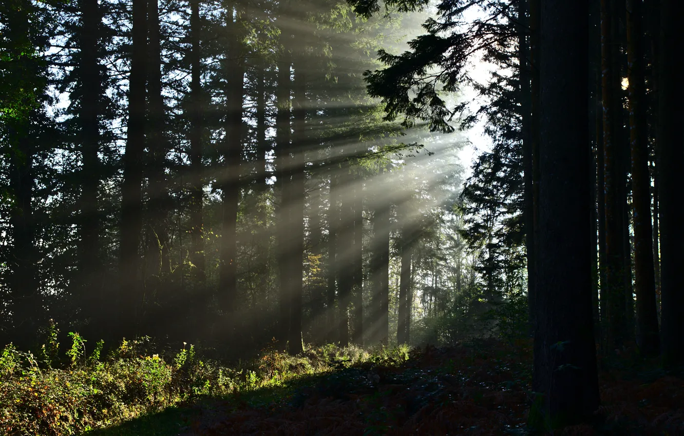 Photo wallpaper forest, summer, rays, trees, nature, sunlight
