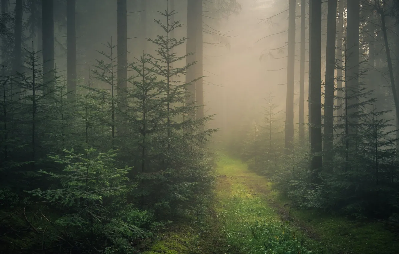 Photo wallpaper forest, grass, trees, landscape, nature, fog, plant, trail