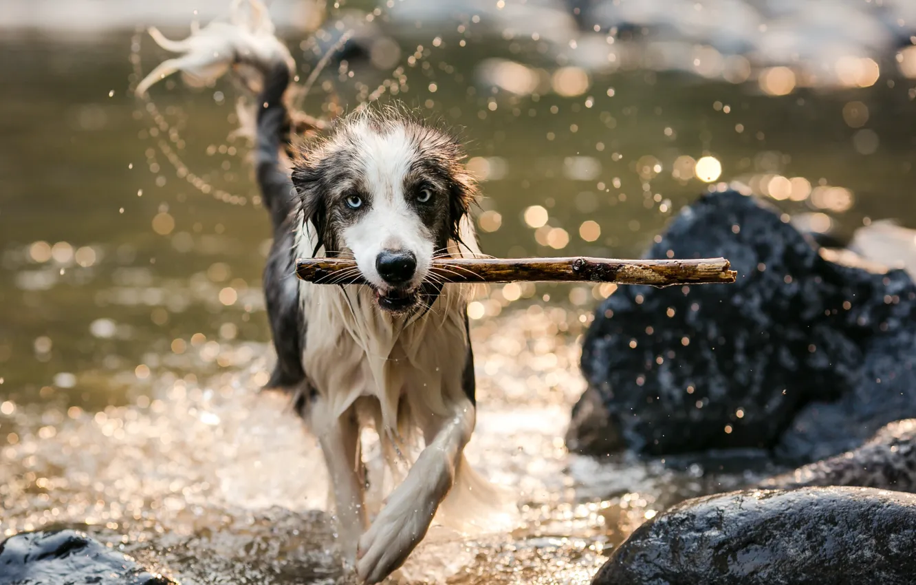 Photo wallpaper river, each, dog