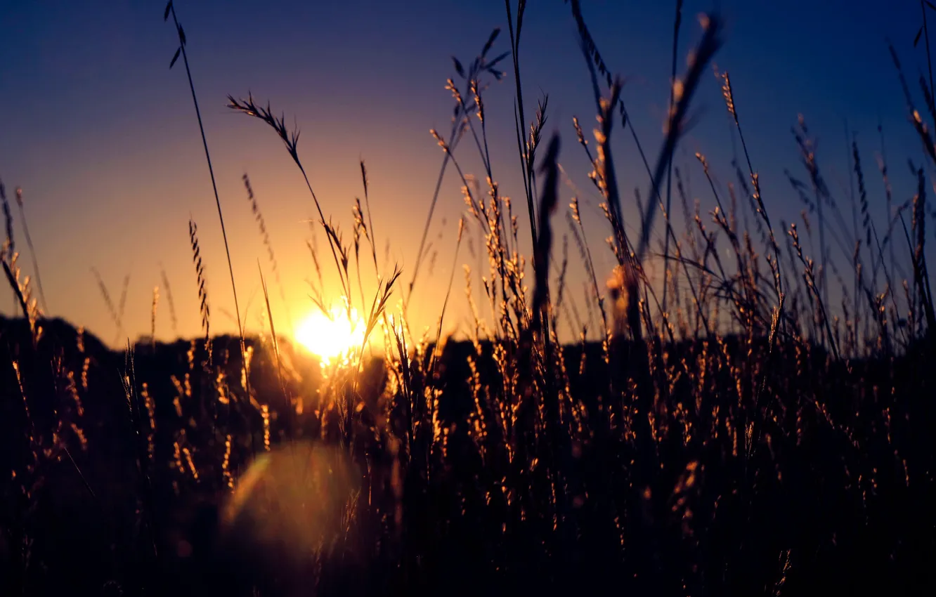 Photo wallpaper grass, fireball, twilight, sunset, sun, dusk, stalks