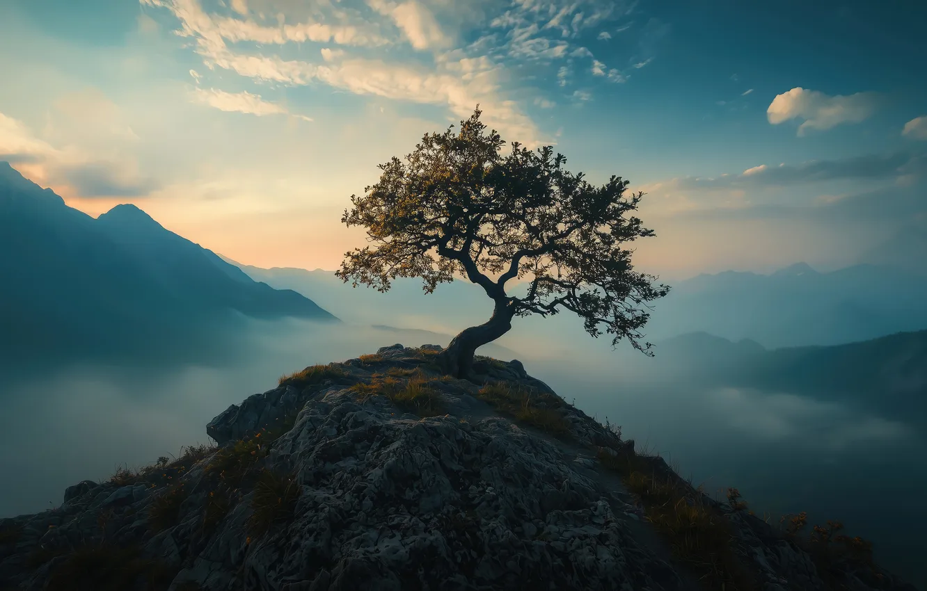 Photo wallpaper nature, sunset, mountain, tree, scenery