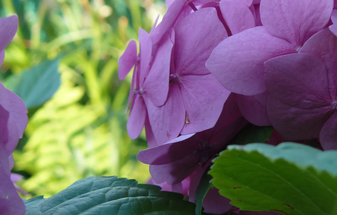Photo wallpaper purple, flowers, hydrangea, Belarus