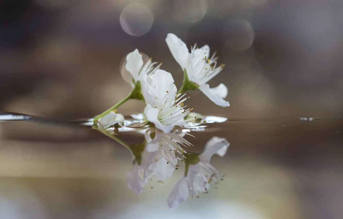 Photo wallpaper water, flowers, branches, reflection, drain