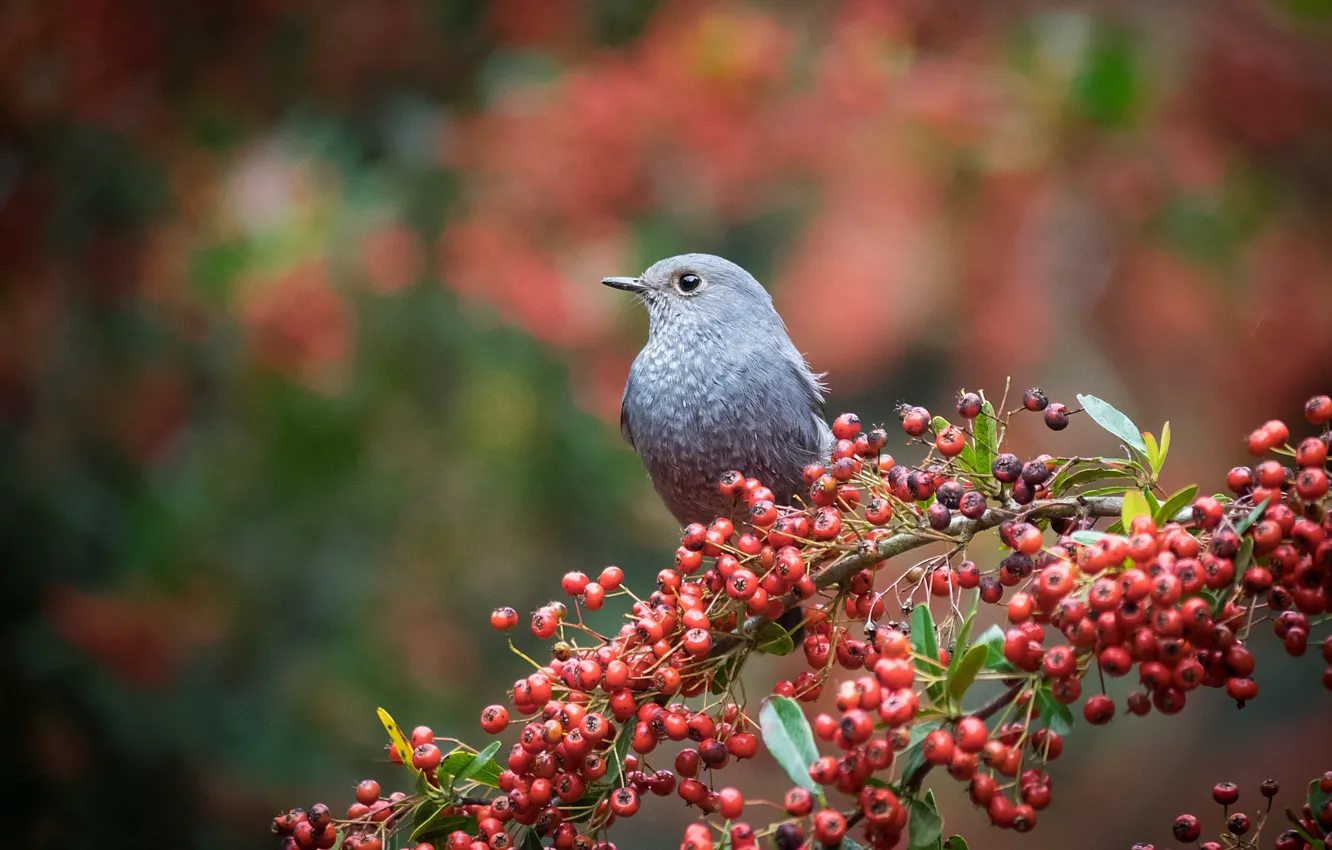 Photo wallpaper branches, berries, bird