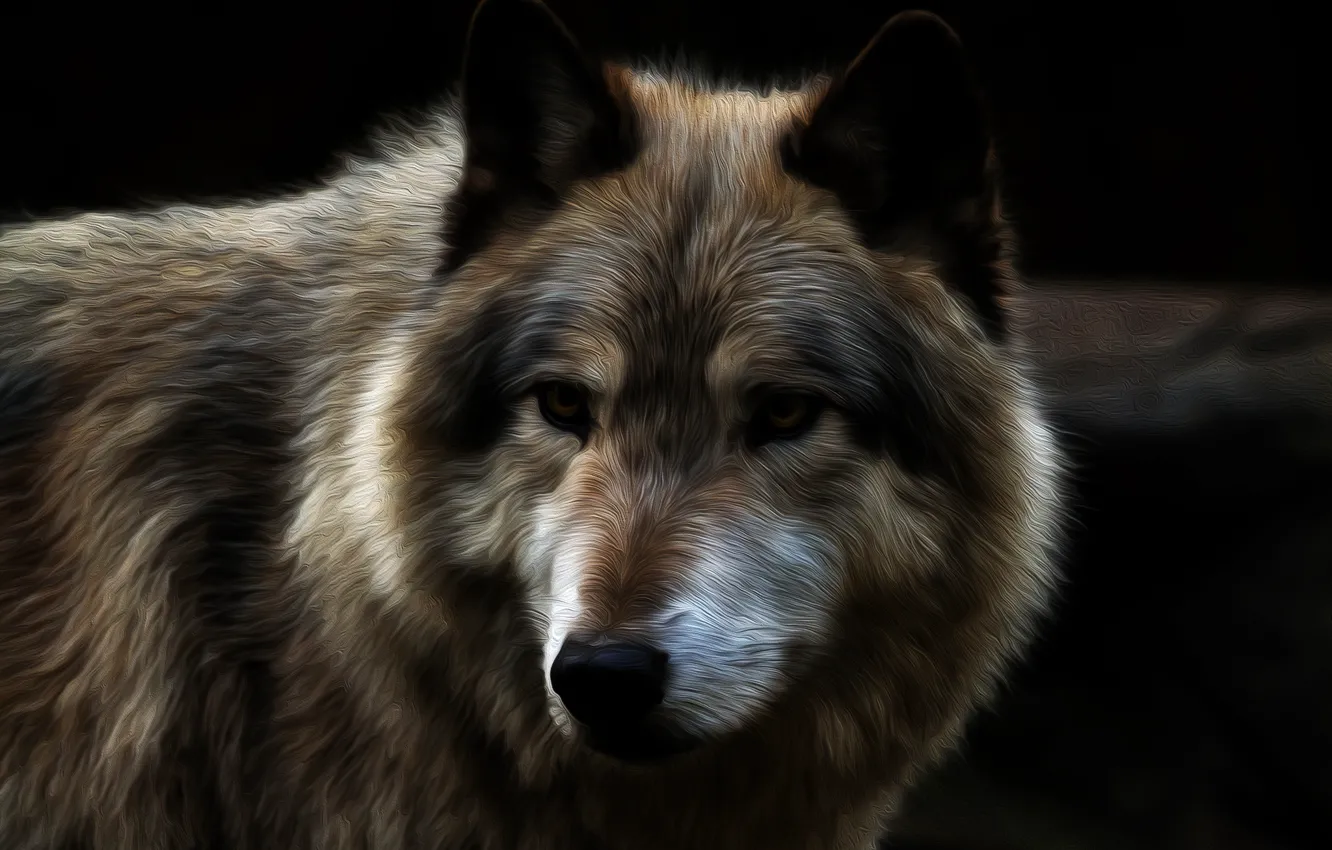Photo wallpaper wolf, predator, beast