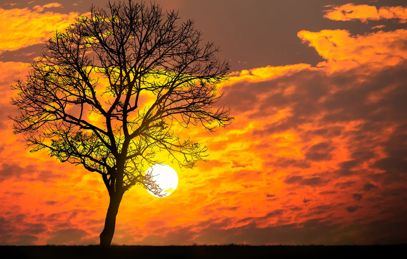 Photo wallpaper the sun, clouds, trees, sunset