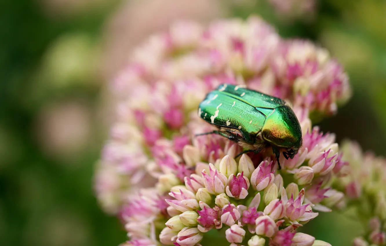 Photo wallpaper macro, flowers, green, beetle, bokeh, brantovka