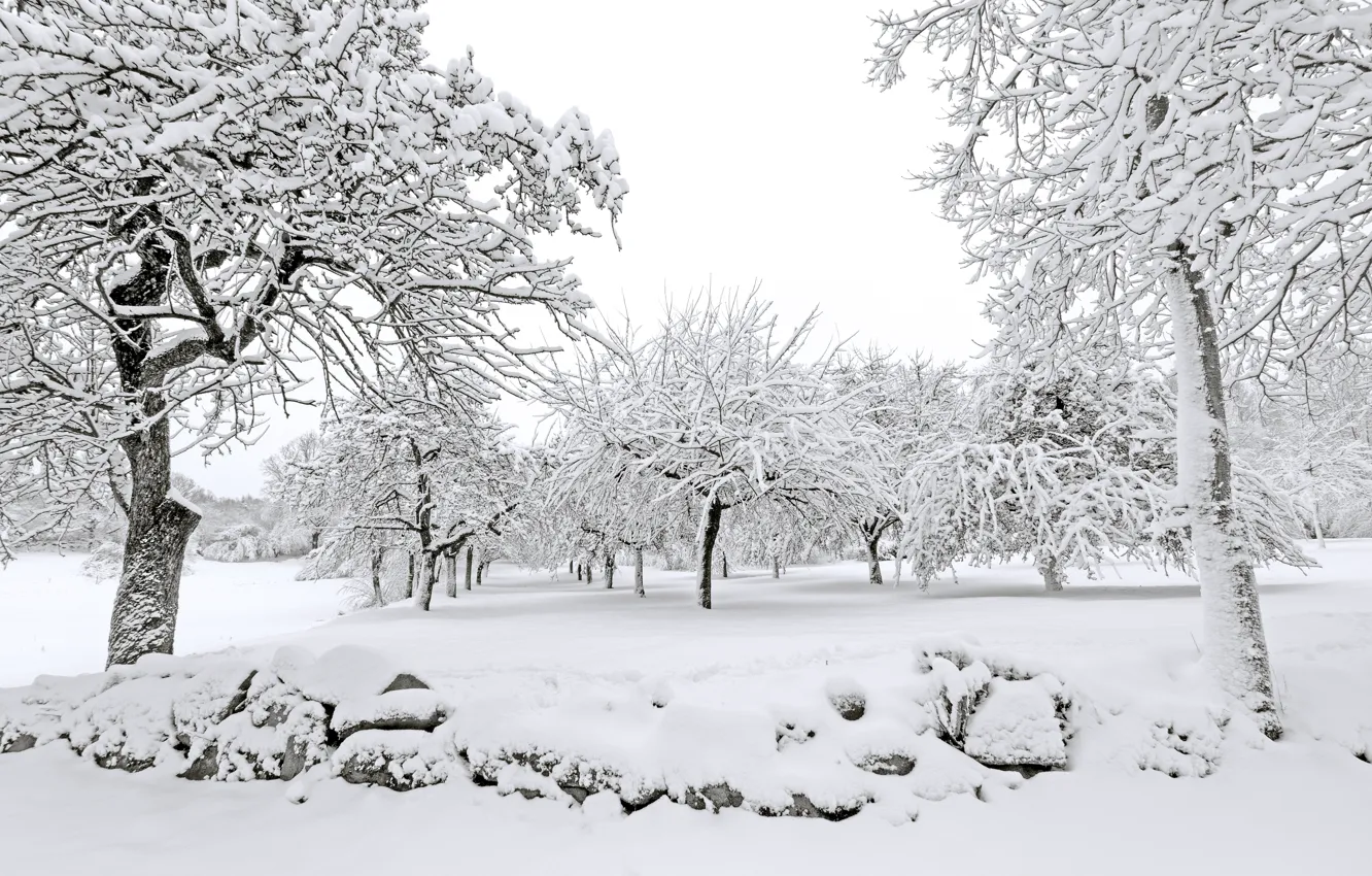 Photo wallpaper winter, snow, trees, white, landscape, winter, snow, tree