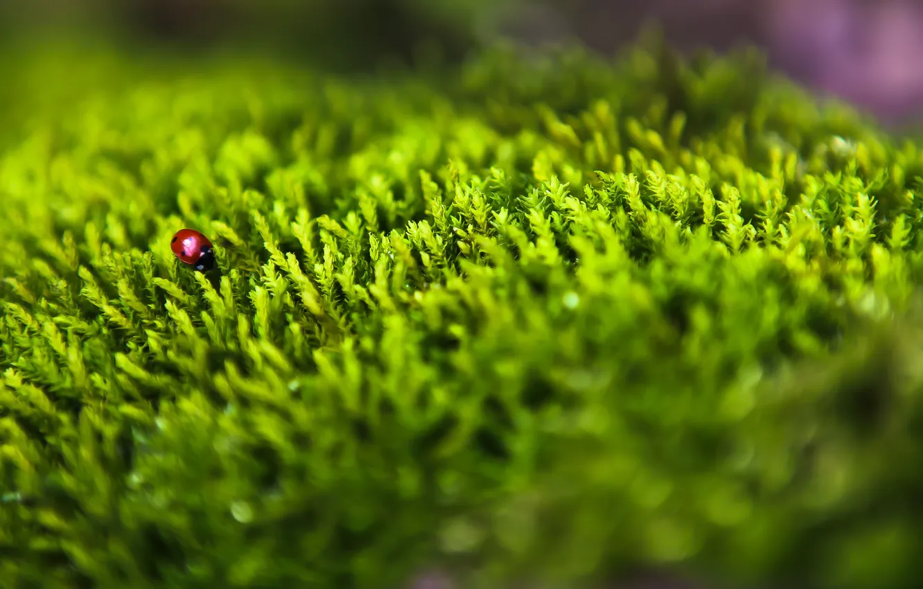 Photo wallpaper grass, ladybug, of God