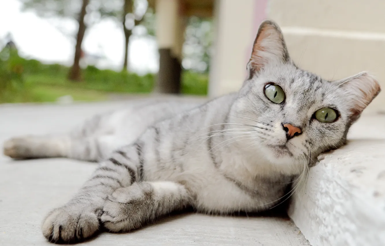 Photo wallpaper cat, cat, border, lying, Asphalt