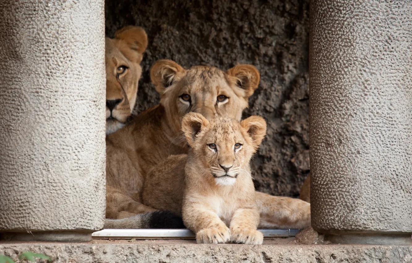 Photo wallpaper cat, Leo, cub, lions, lion