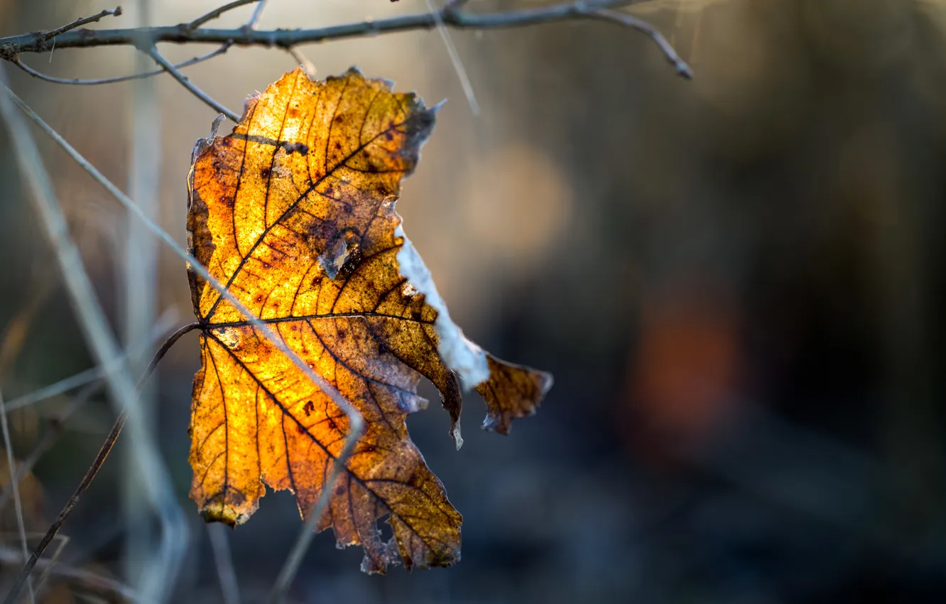 Photo wallpaper autumn, leaves, nature