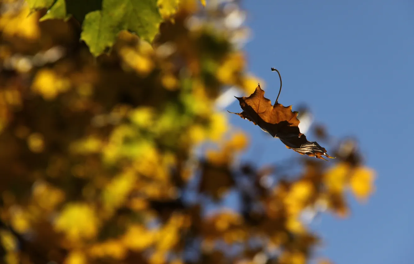 Photo wallpaper the sky, macro, foliage, blur, leaf, brown, in flight, the time