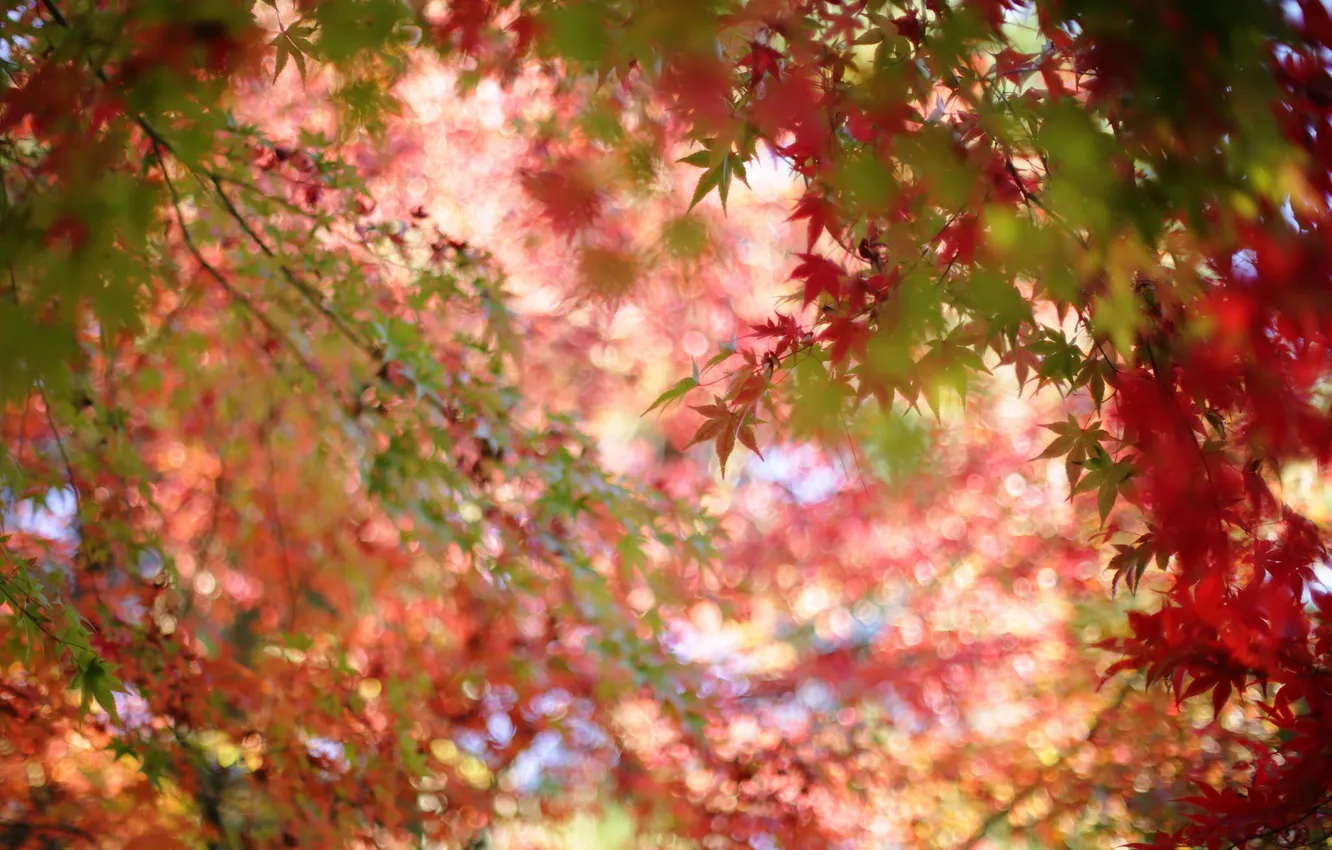 Photo wallpaper autumn, leaves, nature