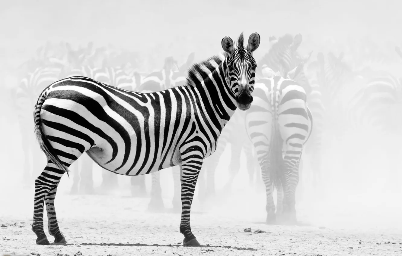 Photo wallpaper Zebra, National Geographic