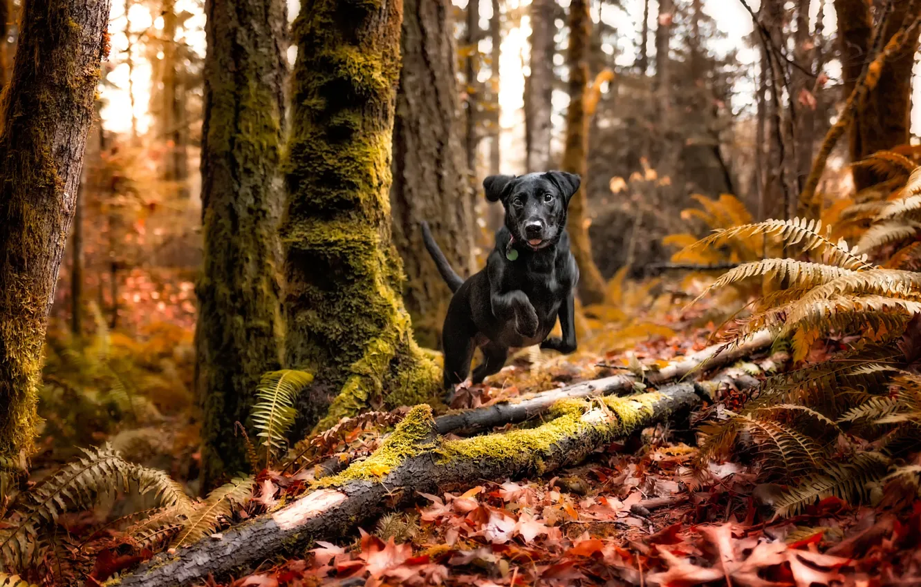 Photo wallpaper autumn, forest, black dog