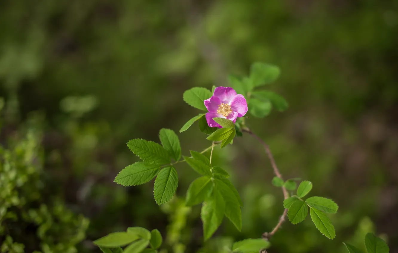 Photo wallpaper flower, nature, blur, pink, flower, nature, bokeh, flower