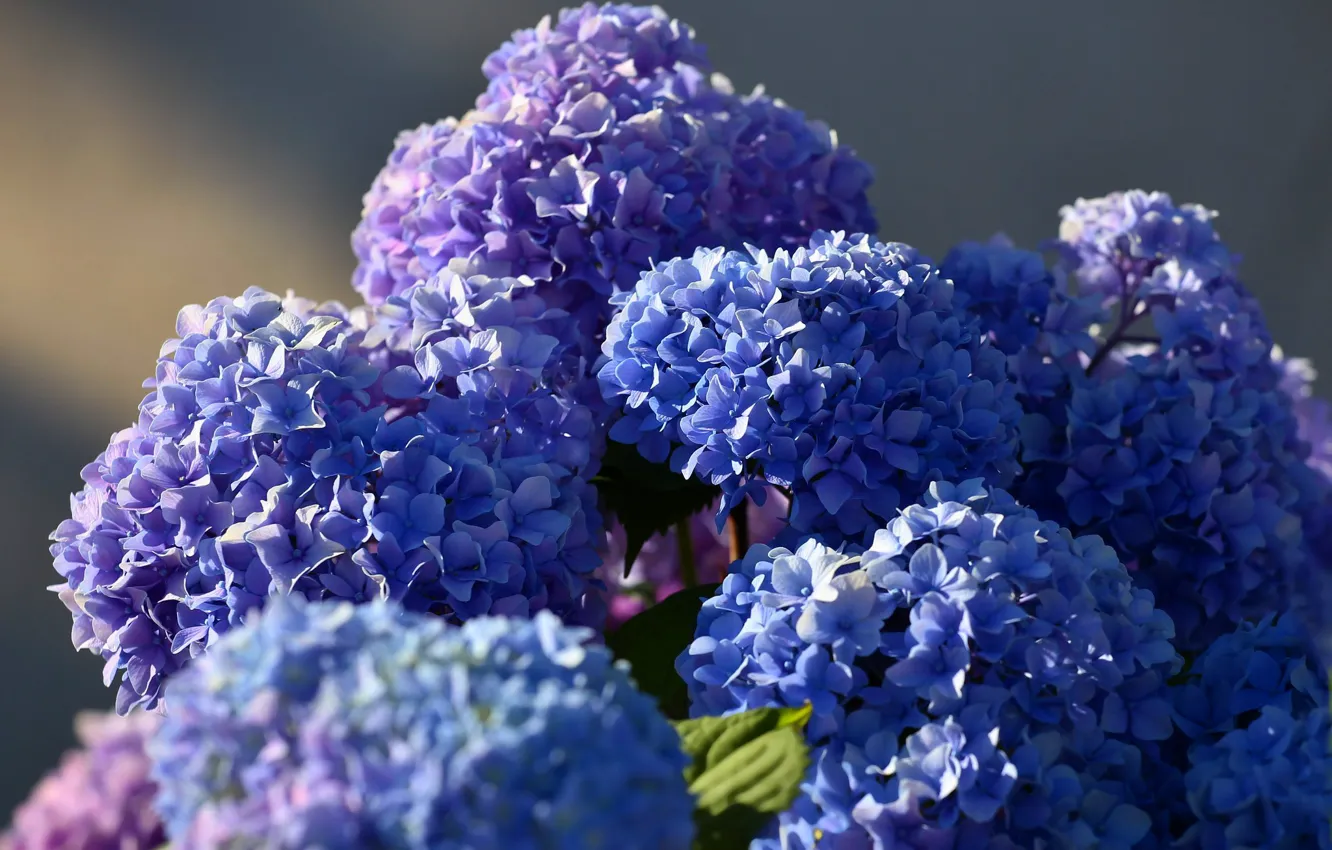 Photo wallpaper light, flowers, background, petals, blue, flowering, a lot, inflorescence