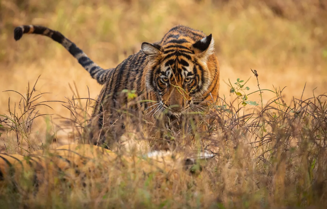 Photo wallpaper Grass, Look, Two, Wild cats, Tigers, Predators, Big Cats, Royal Bengal Tigers