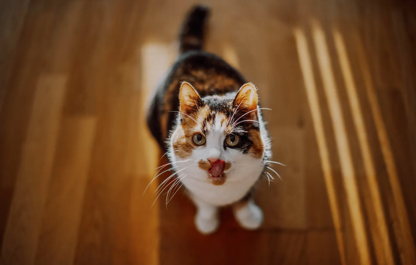 Photo wallpaper spotted, pose, look, cat, light, floor, looking up, flooring