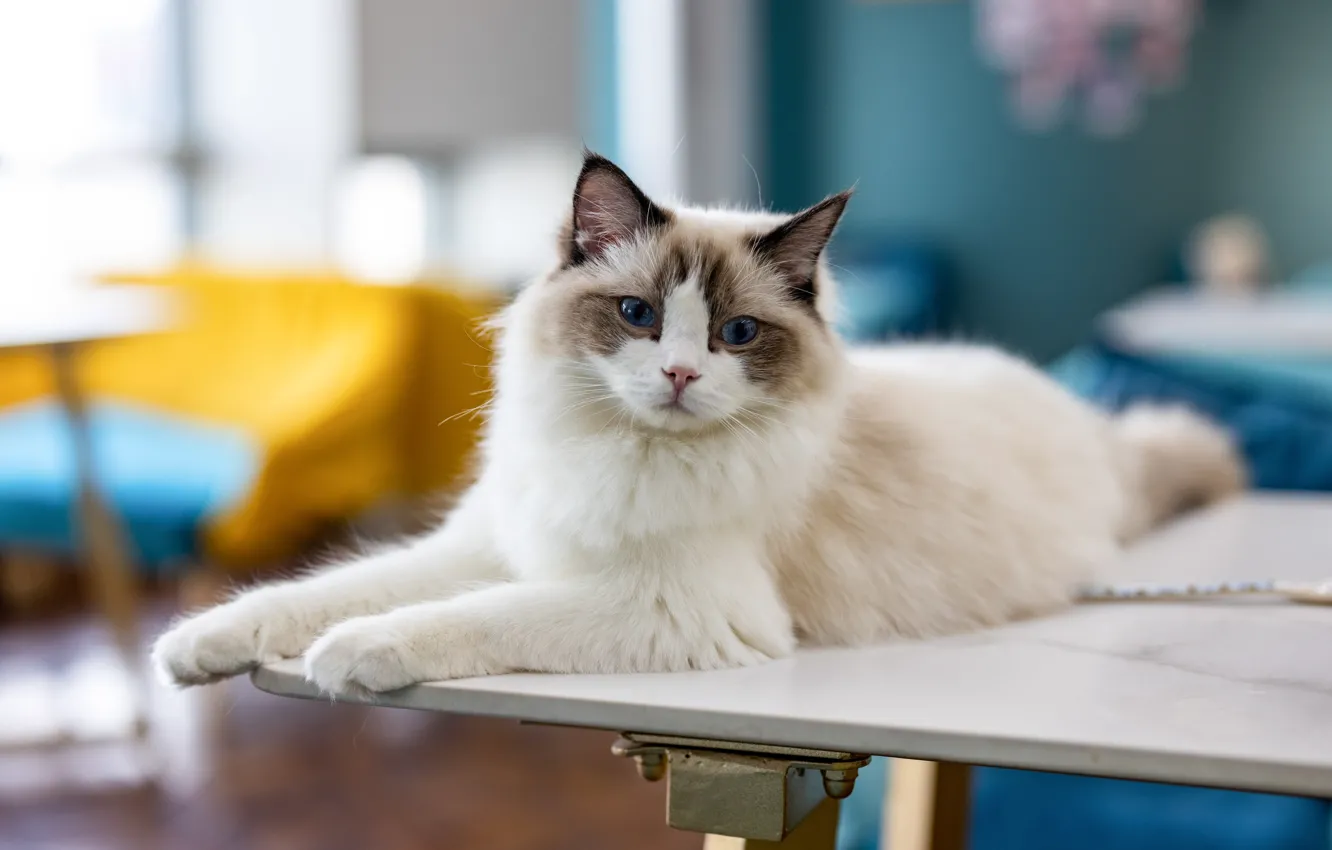 Photo wallpaper cat, cat, lies, Ragdoll