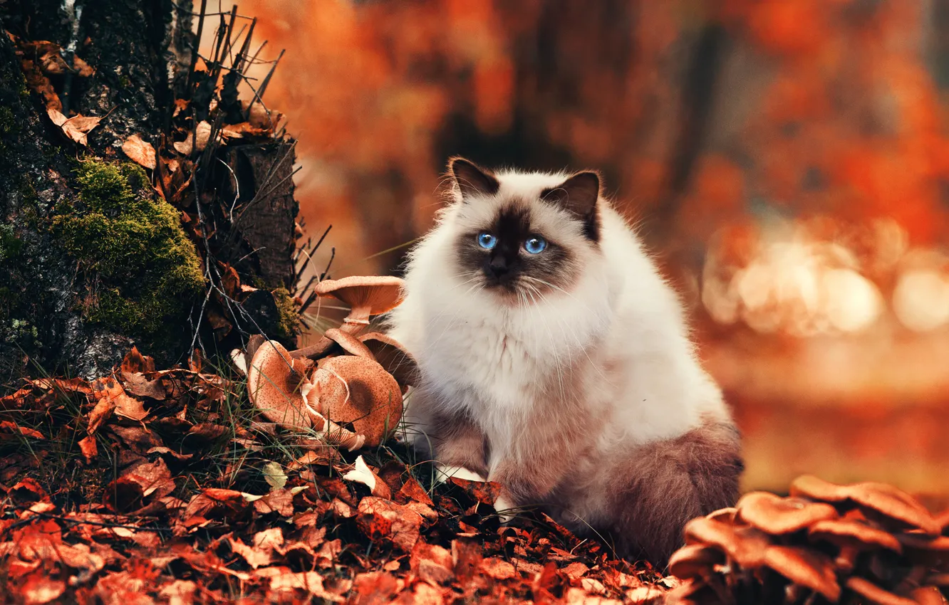 Photo wallpaper autumn, cat, eyes, look, nature, foliage, mushrooms, Cat