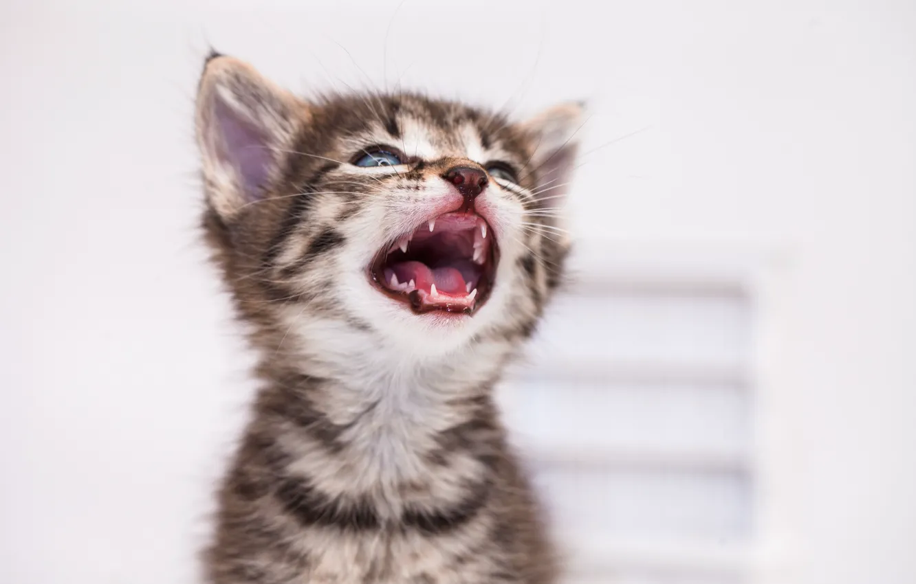 Photo wallpaper teeth, baby, fangs, kitty, face, pet, meows, The kitten is angry