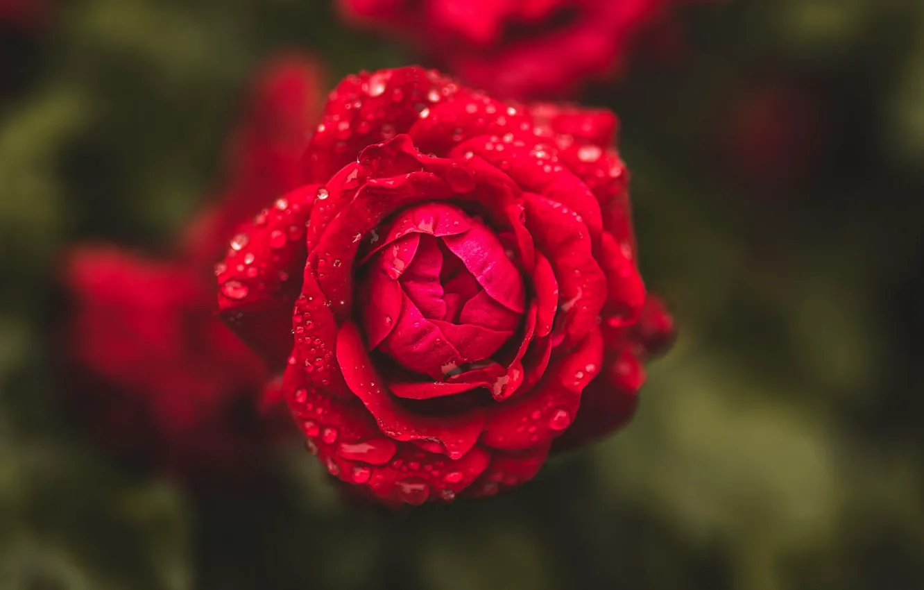 Photo wallpaper close-up, red rose, drops