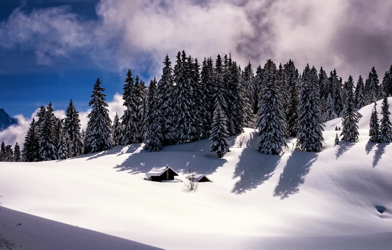 Photo wallpaper forest, snow, mountains, nature