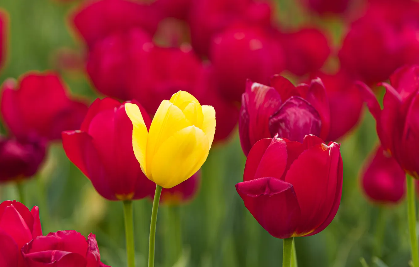 Photo wallpaper close-up, nature, flowers