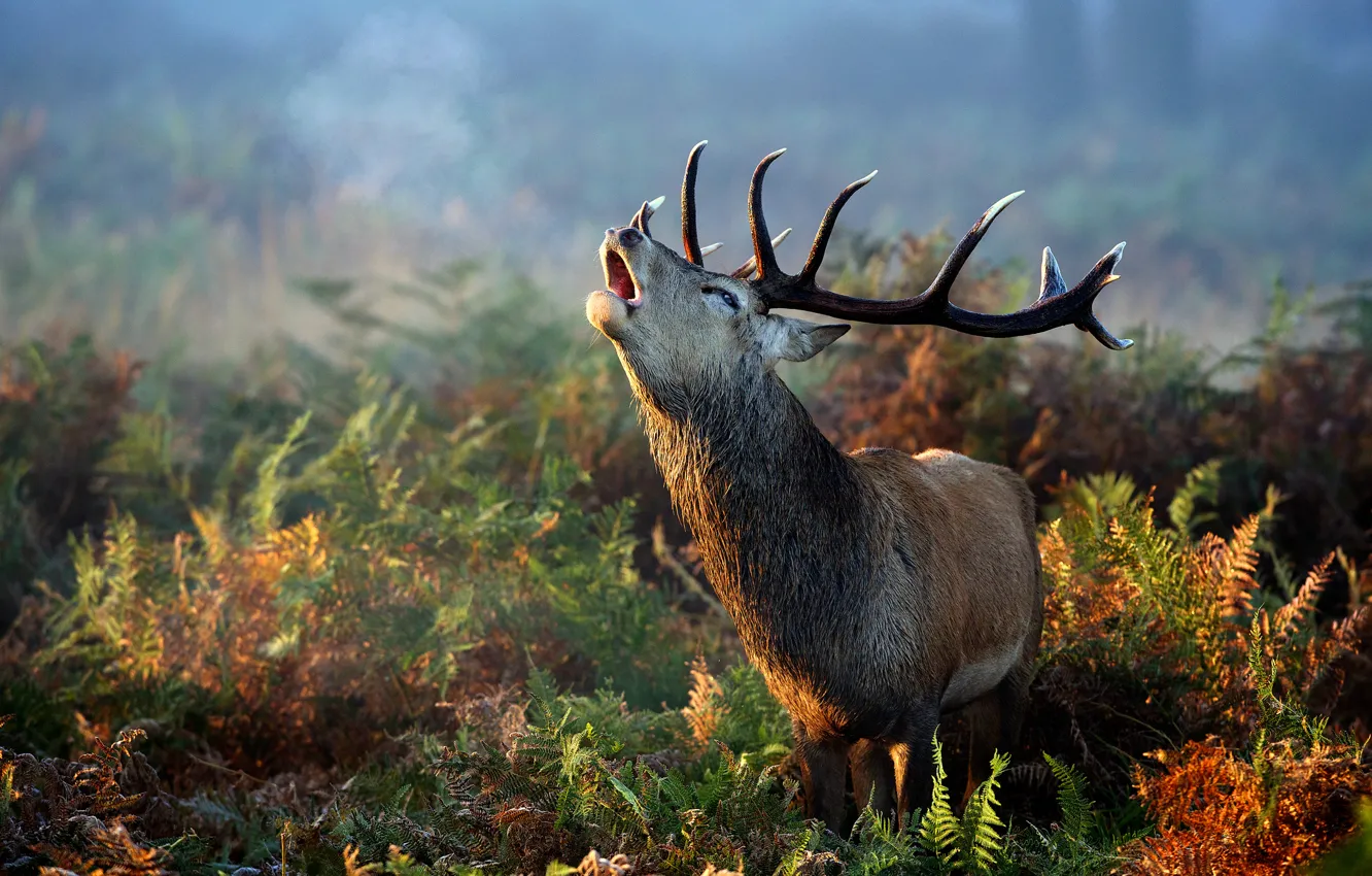 Photo wallpaper autumn, grass, deer, horns, fern
