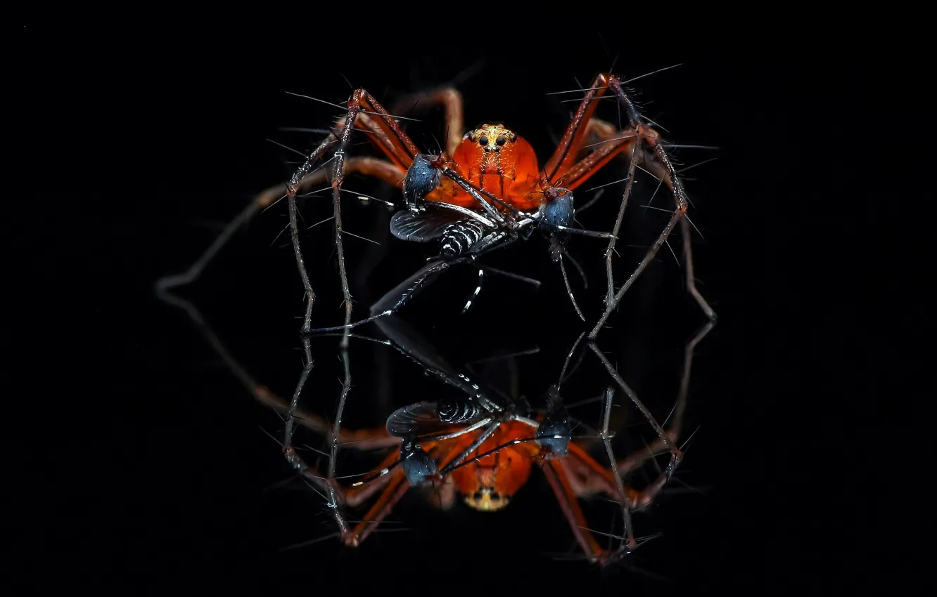 Photo wallpaper nature, background, spider