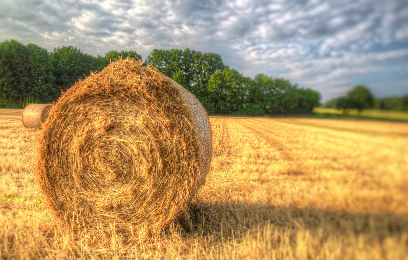 Photo wallpaper field, summer, hay