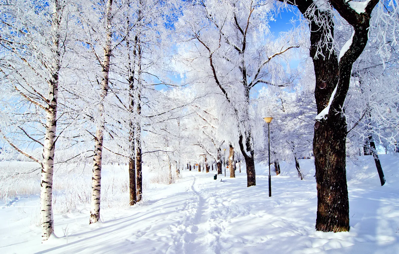 Photo wallpaper winter, frost, the sky, snow, trees, nature, Park