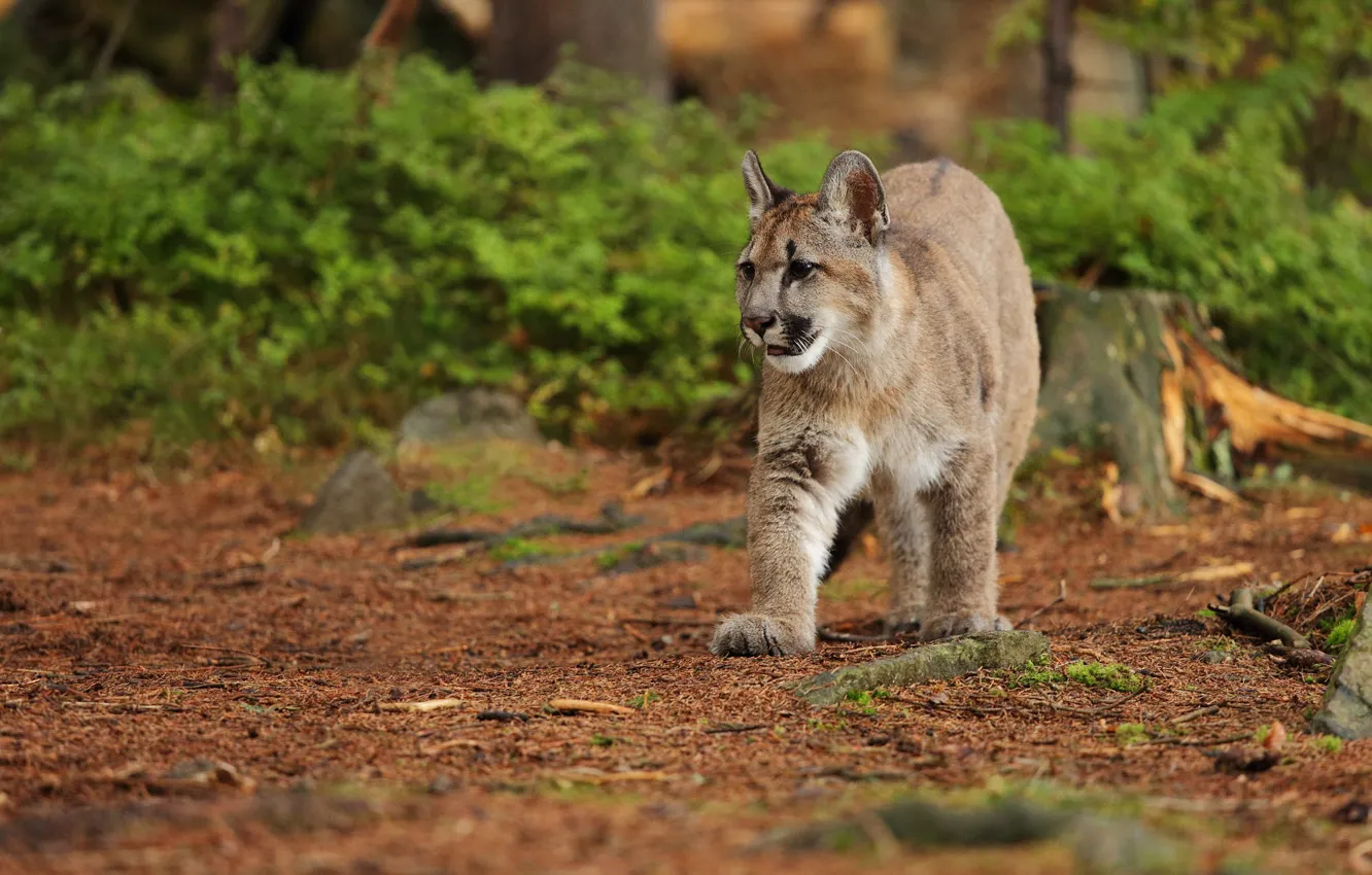 Photo wallpaper nature, walk, cub, Puma, bokeh