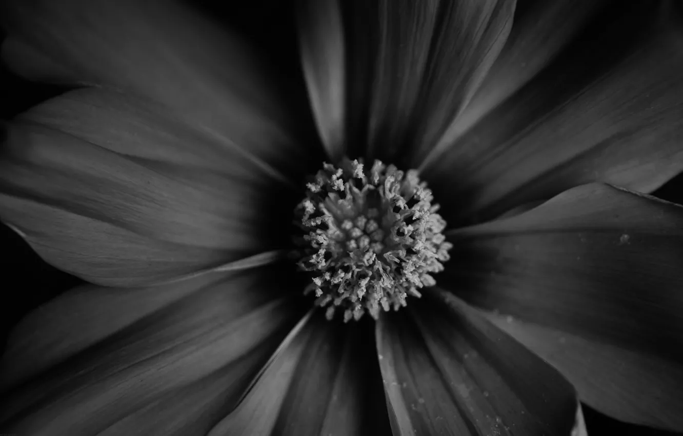 Photo wallpaper flower, macro, photo, background, Wallpaper, plant, black and white, art