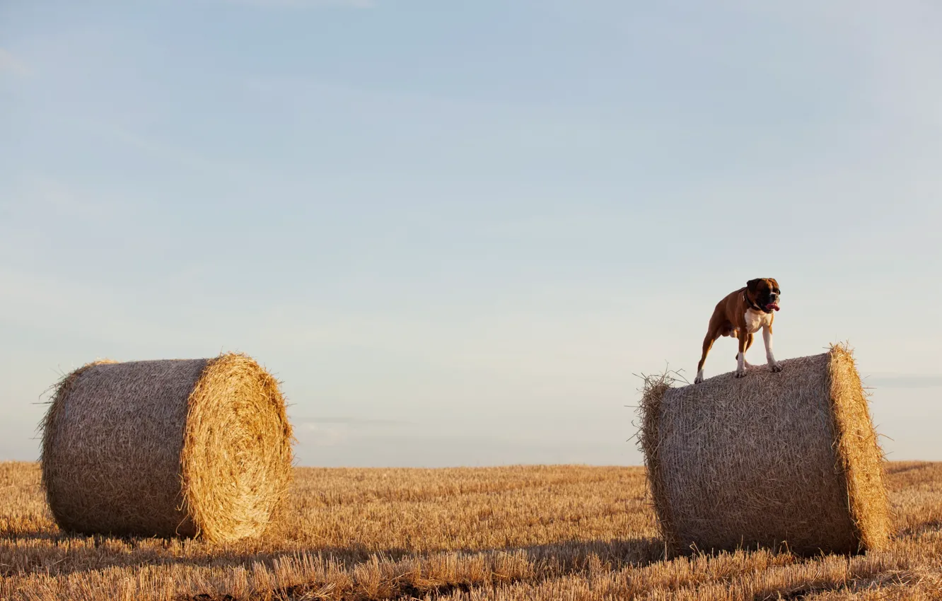 Photo wallpaper field, dog, hay