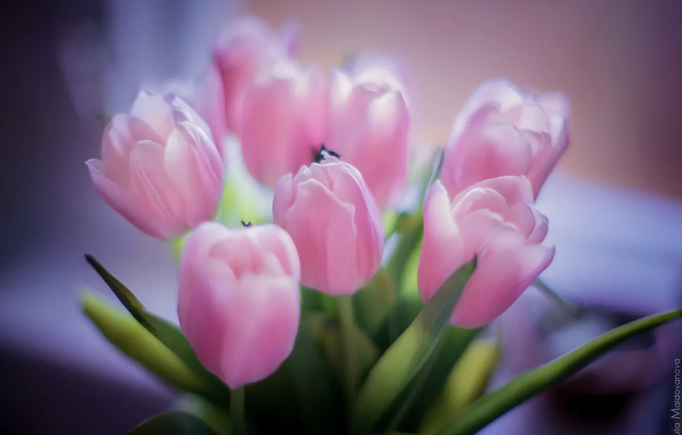 Photo wallpaper flowers, pink, bouquet, petals, tulips, beautiful flowers, pink tulips