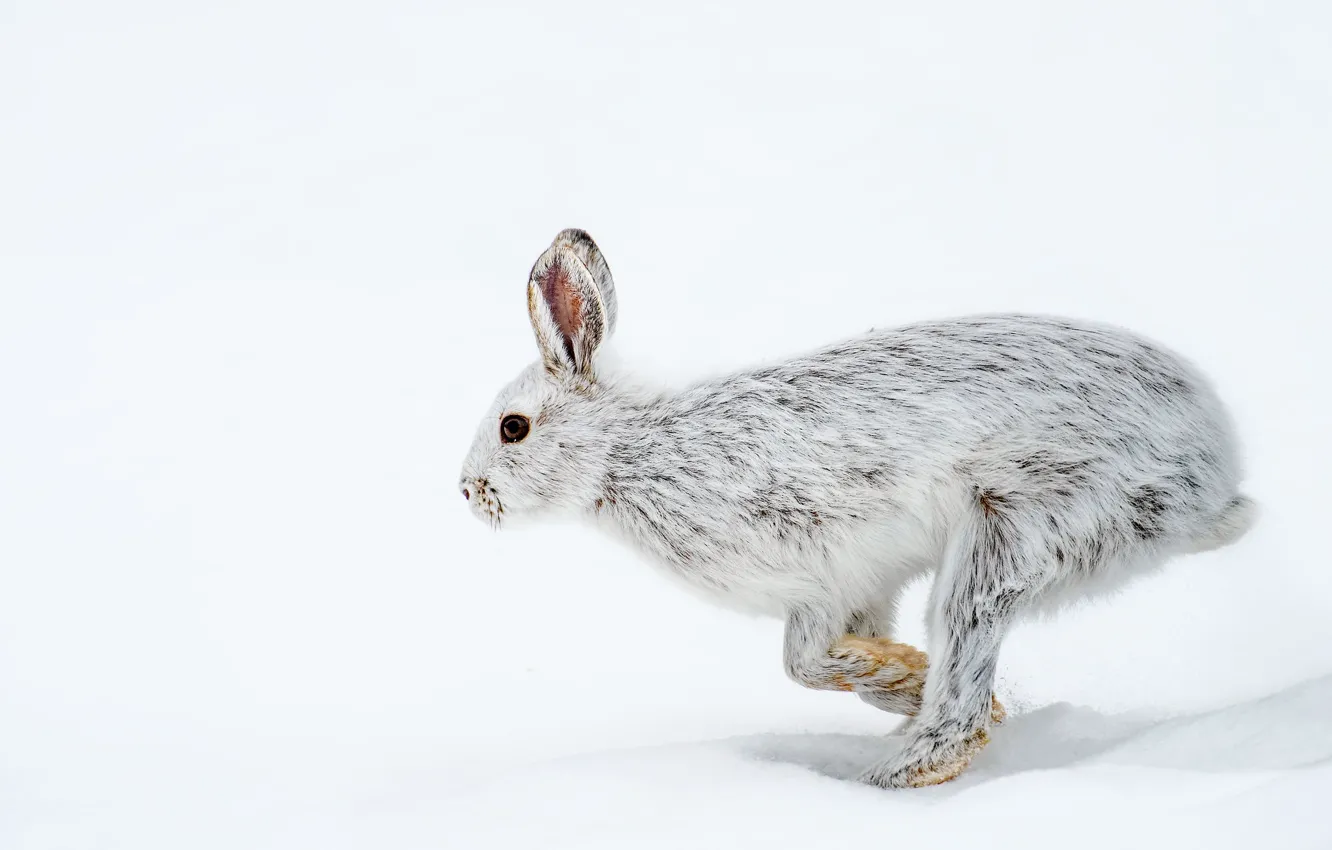 Photo wallpaper winter, snow, pose, jump, hare, white background, profile, Whitey