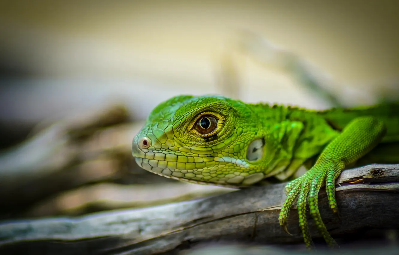 Photo wallpaper head, lizard, iguana, green iguana