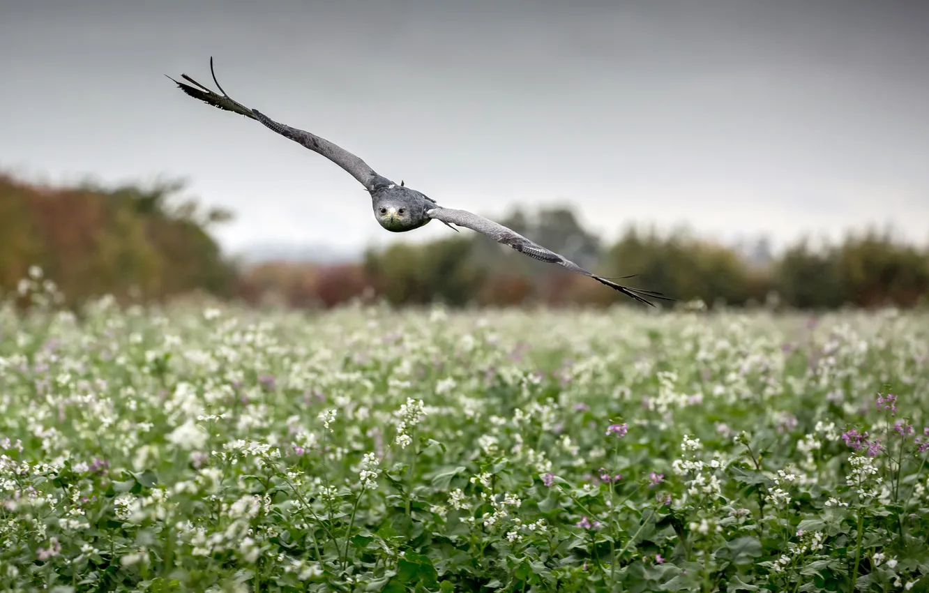 Photo wallpaper field, flight, wings, flowers, hawk, rainy