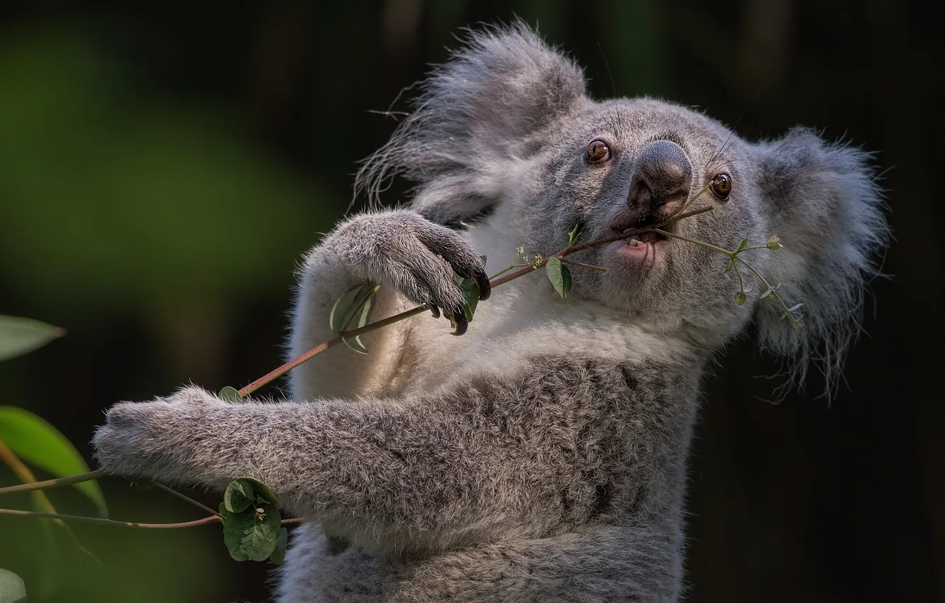 Photo wallpaper branch, Koala, marsupials