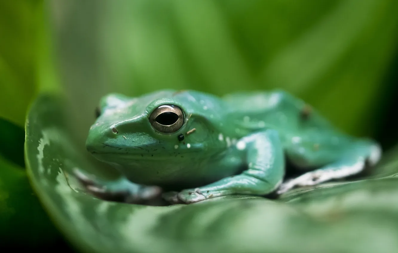 Photo wallpaper leaves, macro, green, frog