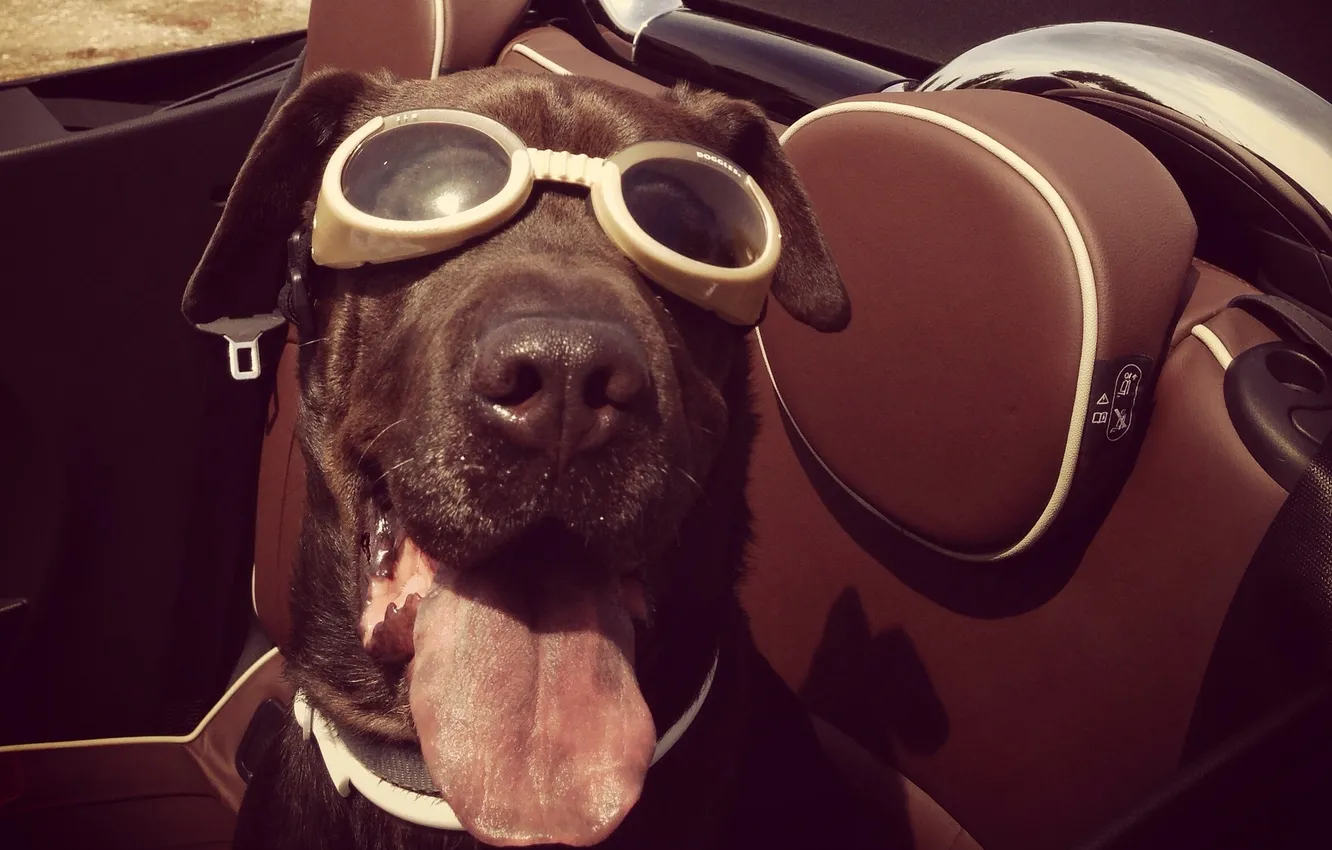 Photo wallpaper language, glasses, seat